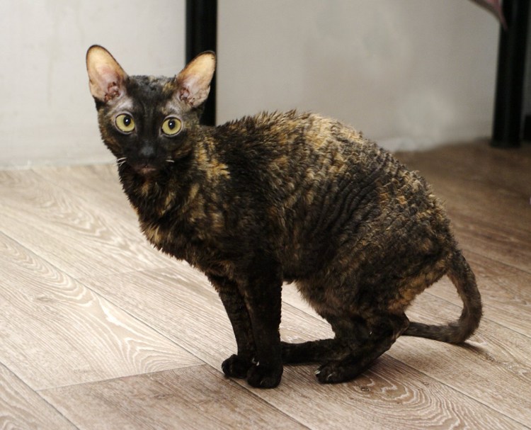 Смесь сфинкса с рекс кошкой