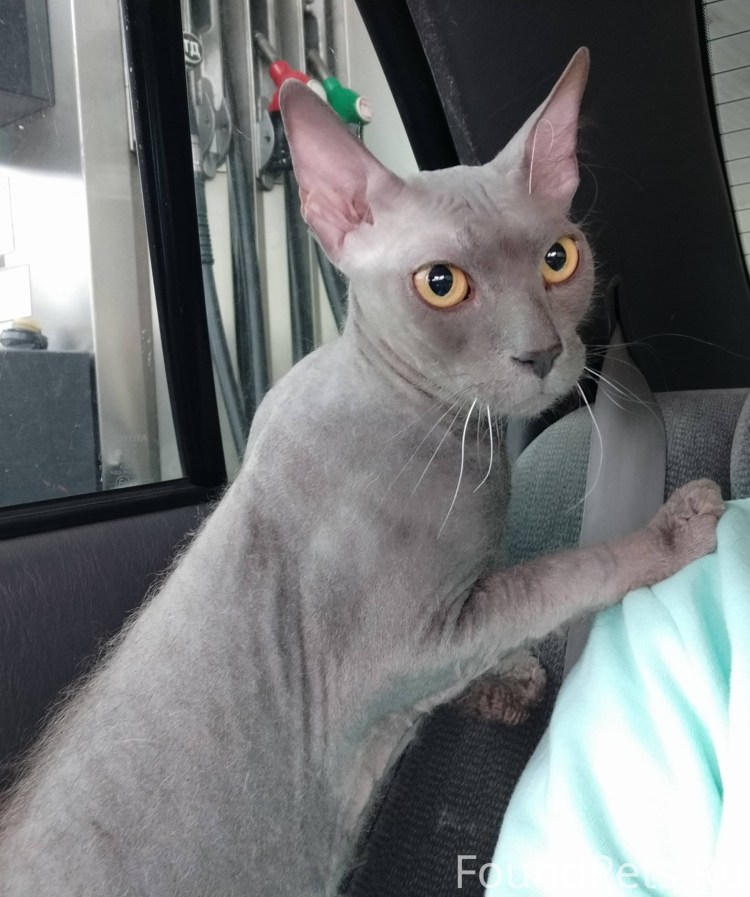 Котенок метис сфинкс