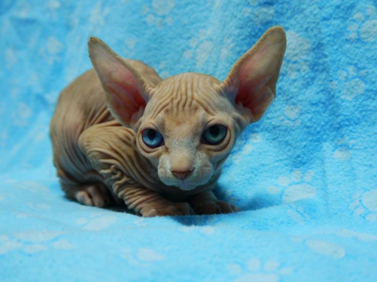 Метис сфинкса и обычной кошки фото