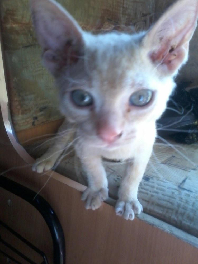 Мейн кун и сфинкс помесь