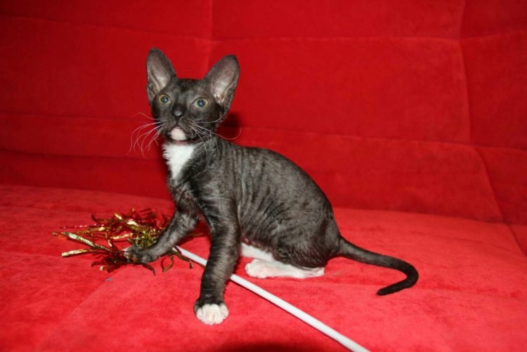 Кот сфинкс с британцем