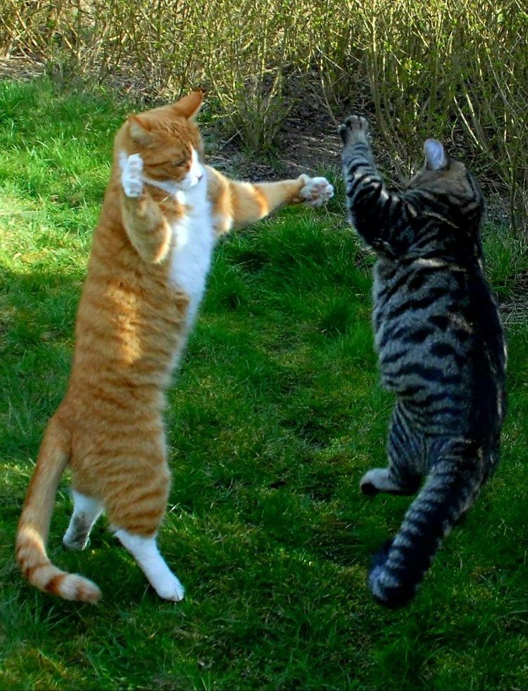 Котята дерутся