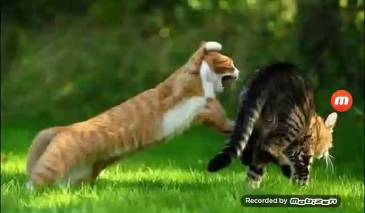 Коты дерутся