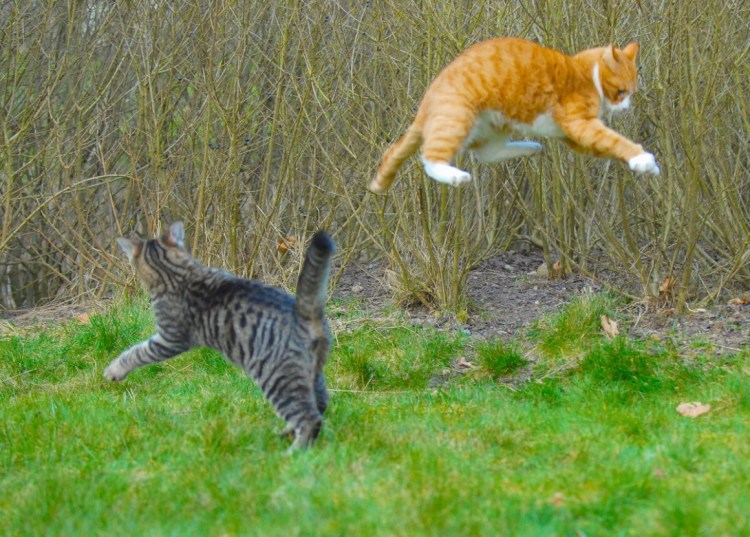 Коты дерутся