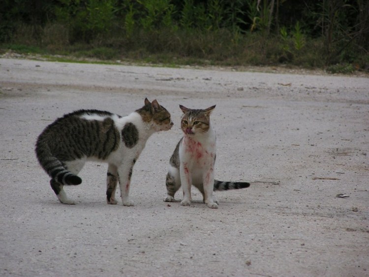 Битва котов