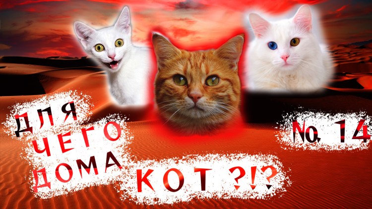 Коты ругаются