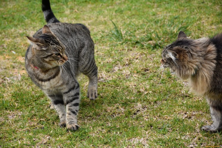 Коты дерутся
