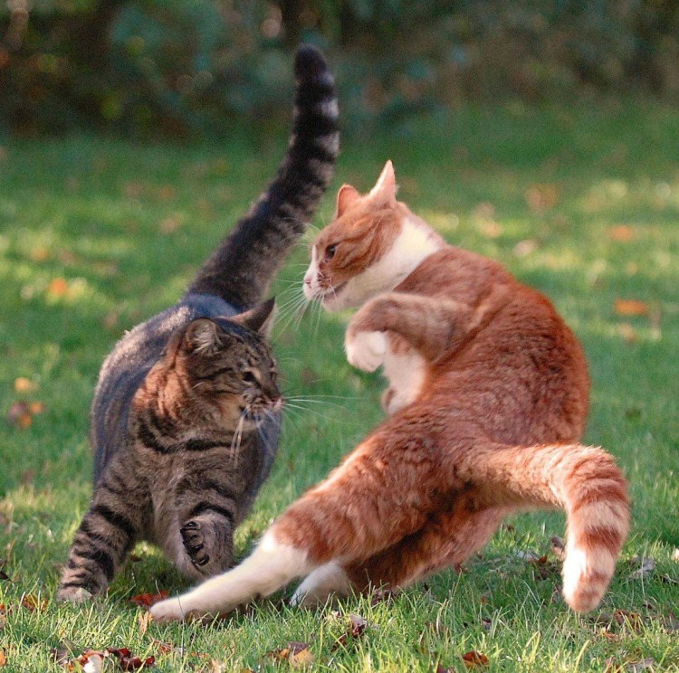 Котята дерутся