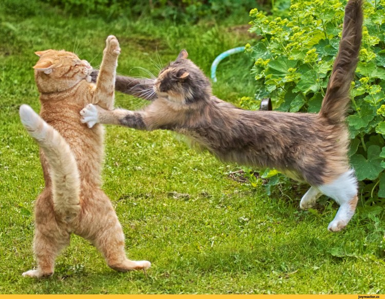 Коты дерутся