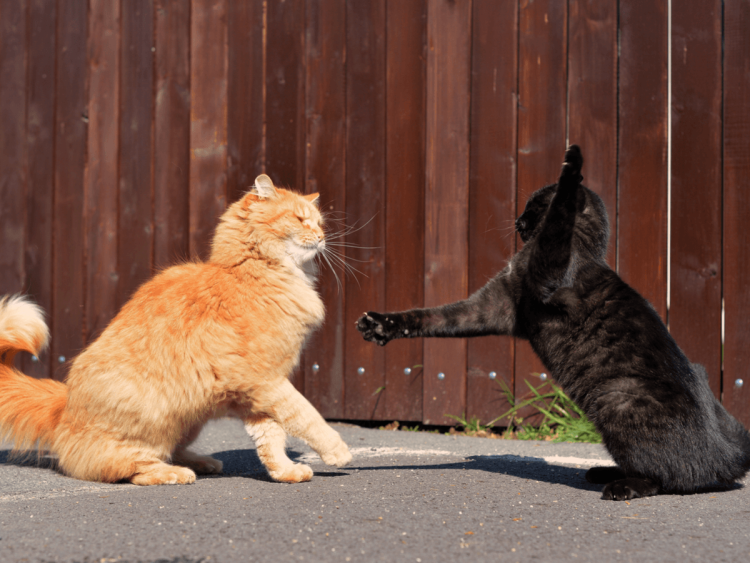 Котята дерутся