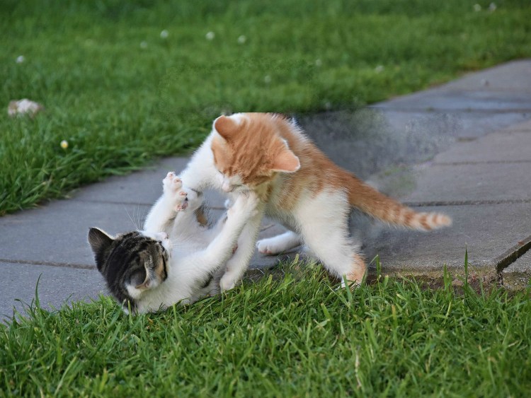 Кошки дерутся