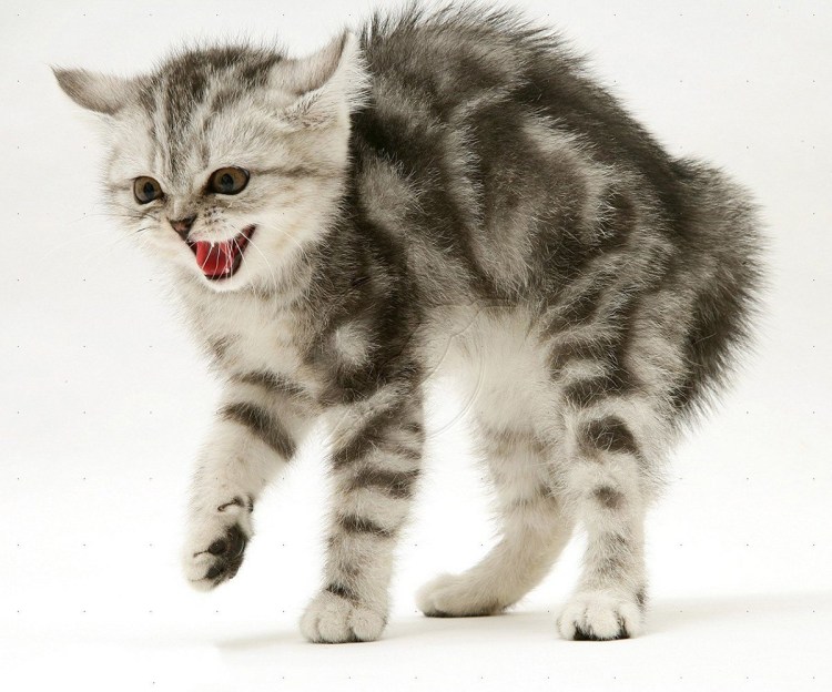 Шипящий котенок
