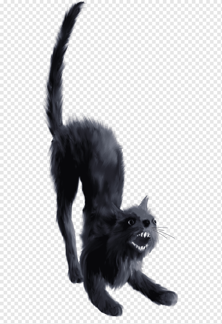 Кот каратист