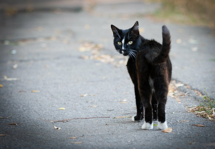 Кошка и Воробей