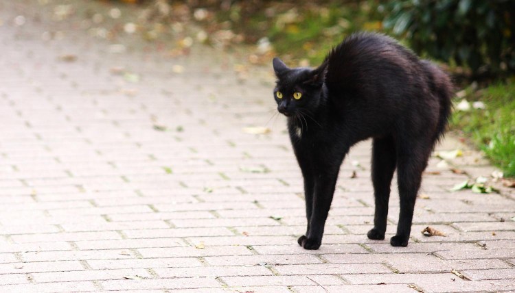 Черный котенок на дыбах