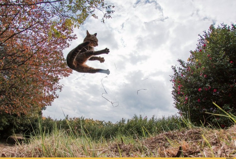 Кошачий рай острова Тасиро.
