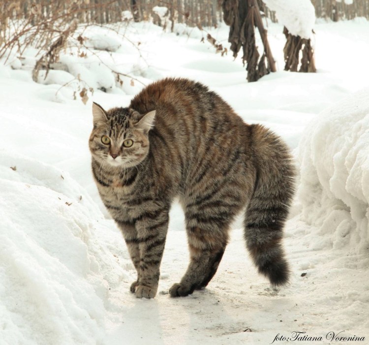 Кот с выгнутой спиной