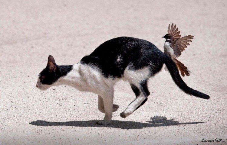 Мейнкун кот