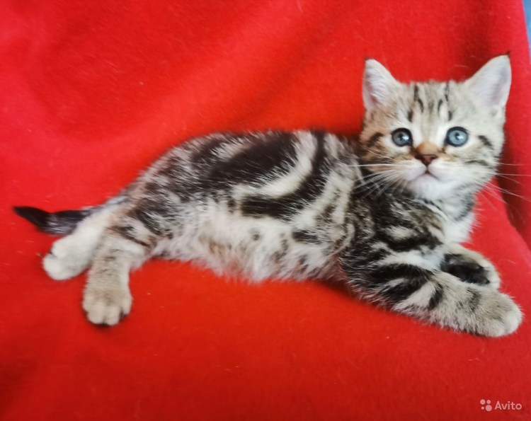 Мраморные Шотландские котята прямоухие