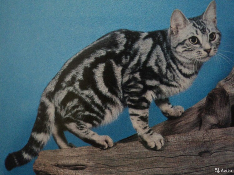 Шотландские котята шоколадный вискас