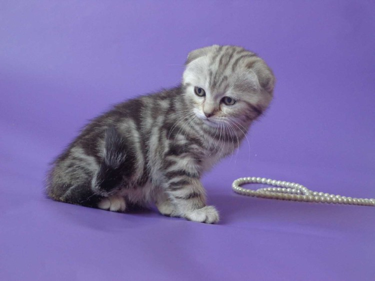 Шотландская прямоухая кошка мрамор