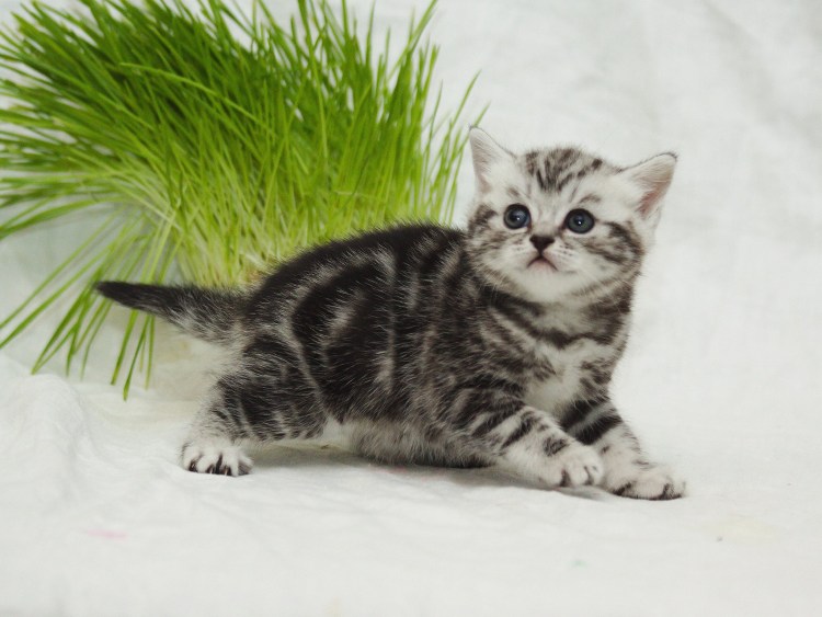 Шотландская прямоухая мрамор на серебре бэби фейс