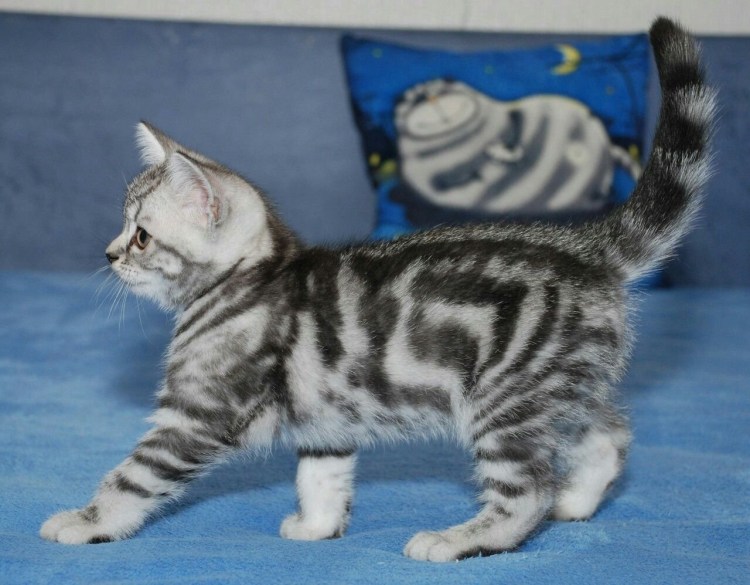 Британец вислоухий вискас