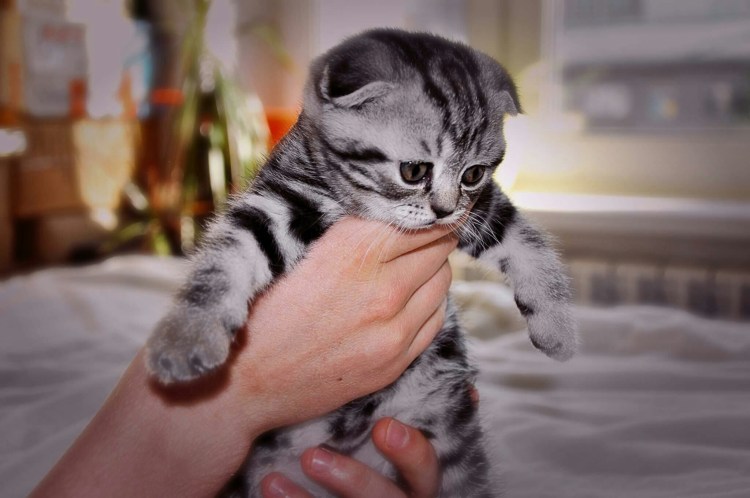 Британская кошка короткошерстная мраморная