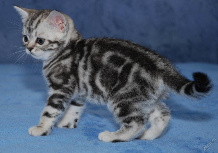 Котёнок шотландский прямоухий мраморный