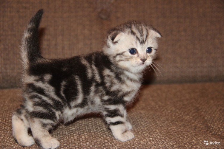 Шотландский вислоухий табби мраморный