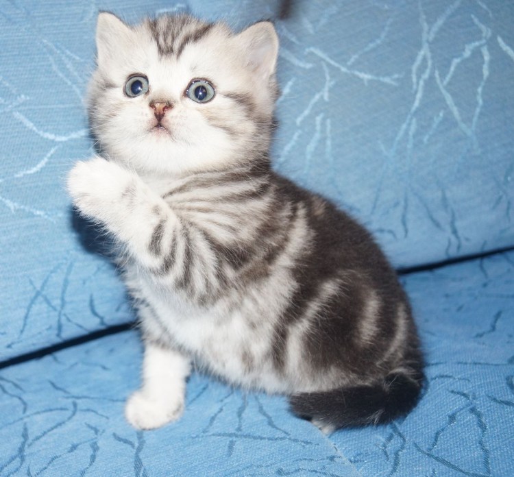 Шотландская прямоухая кошка мрамор на серебре