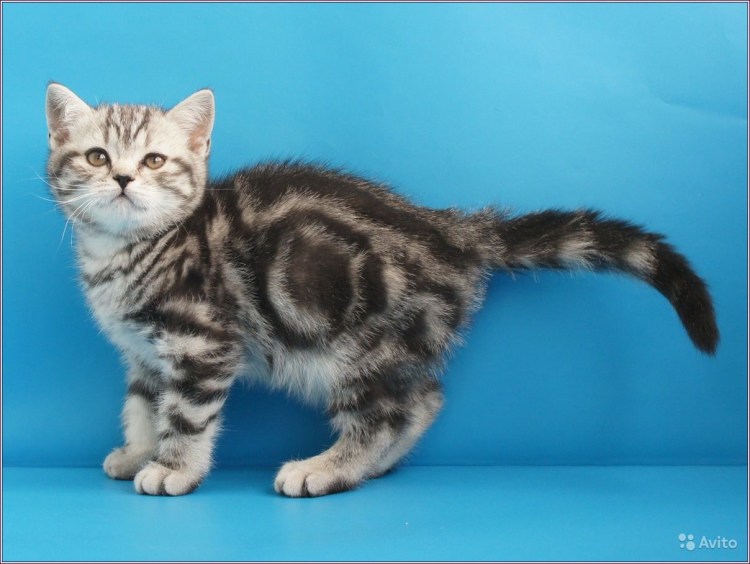 Британец черный мрамор на серебре