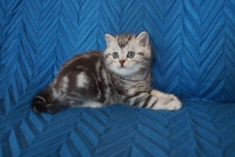 Шотландские прямоухие коты серебро