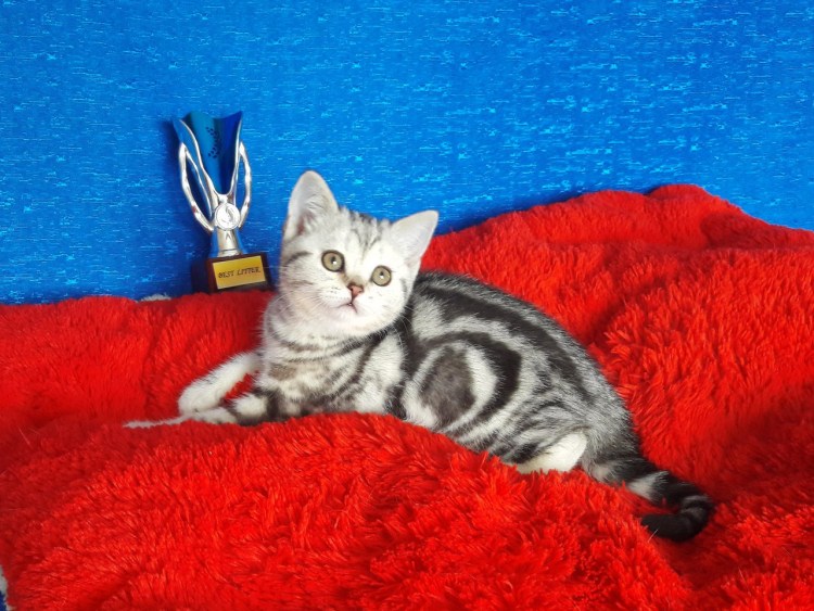 Шотландский скоттиш фолд мраморный котенок