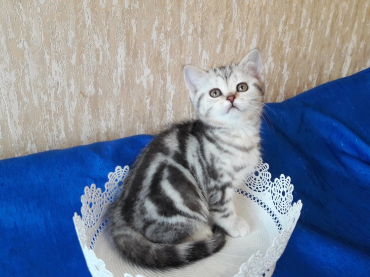 Фото шотландских котов мраморного окраса