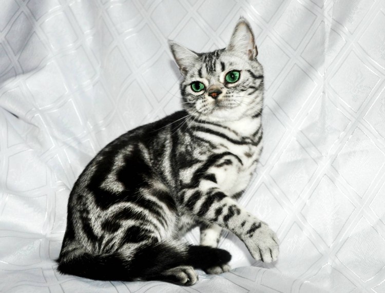 Шотландский скоттиш страйт мраморный