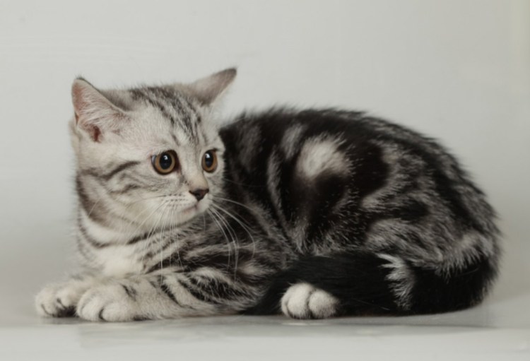 Котята скоттиш фолд мраморные