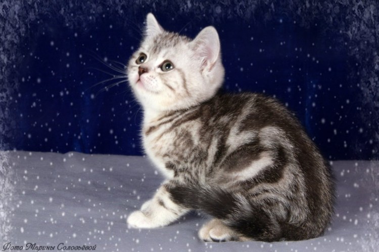 Шотландский кот прямоухий мраморный
