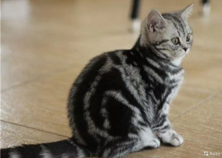 Мраморные котята шотландцы