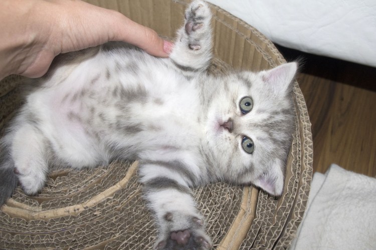 Скоттиш страйт мраморный