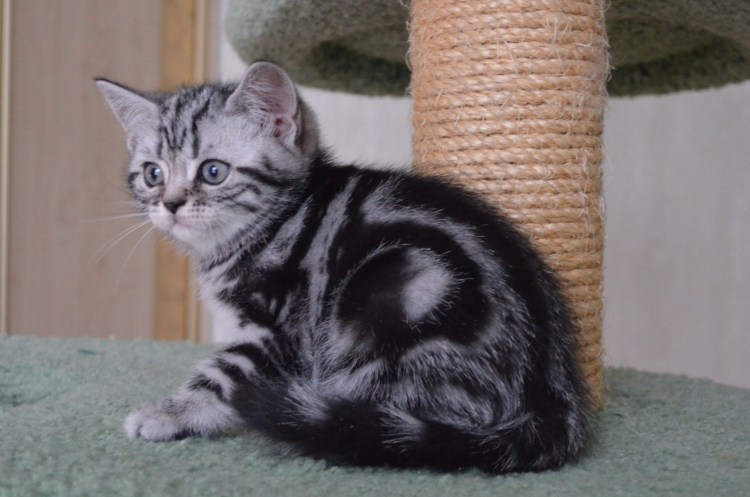 Шотландская вислоухая кошка мраморный окрас