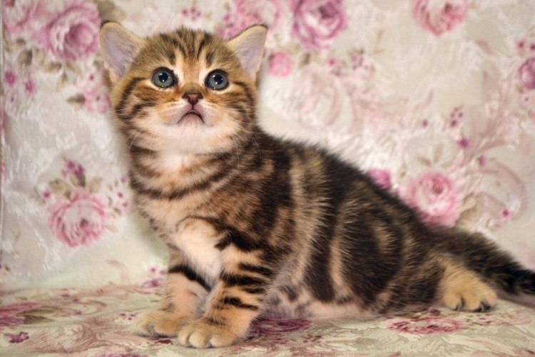 Скоттиш страйт серебристый мрамор