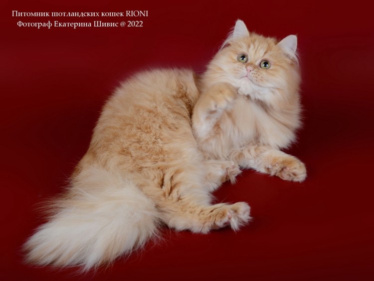 Шотландский вислоухий хайленд рыжий