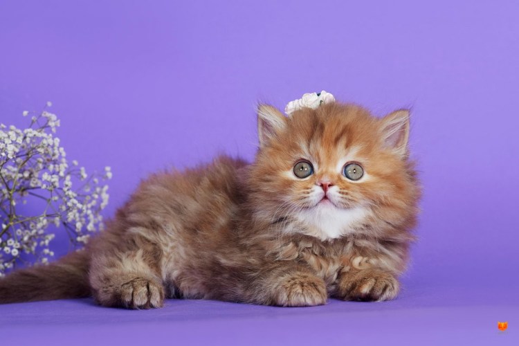 Питомник британских кошек Charm de Murr