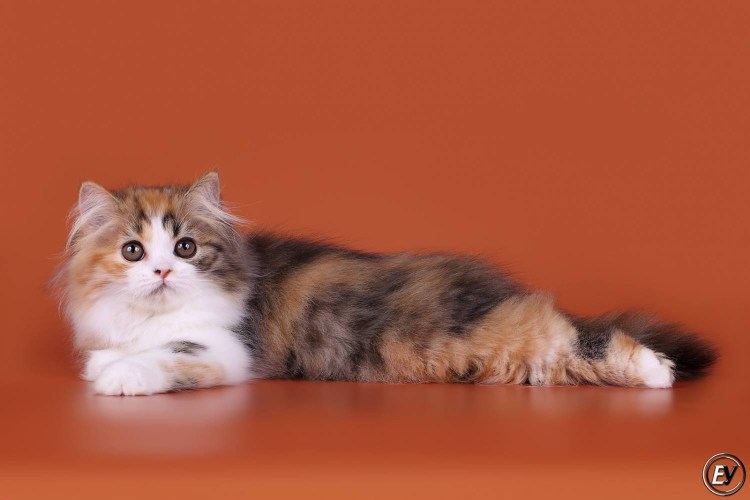 Котенок шотландский хайленд страйт циннамон