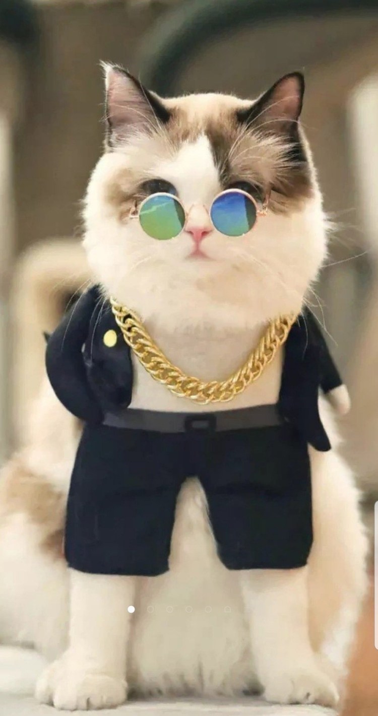 Модные котики в очках