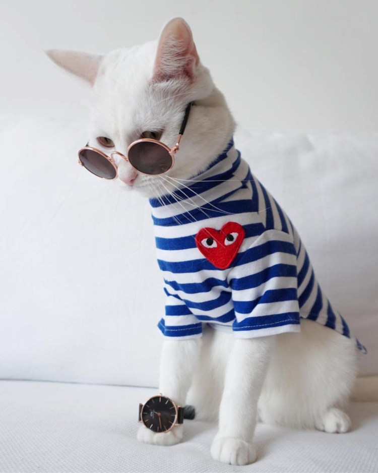 Стильные коты