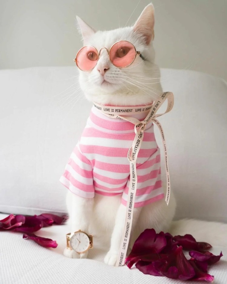 Котики в одежде