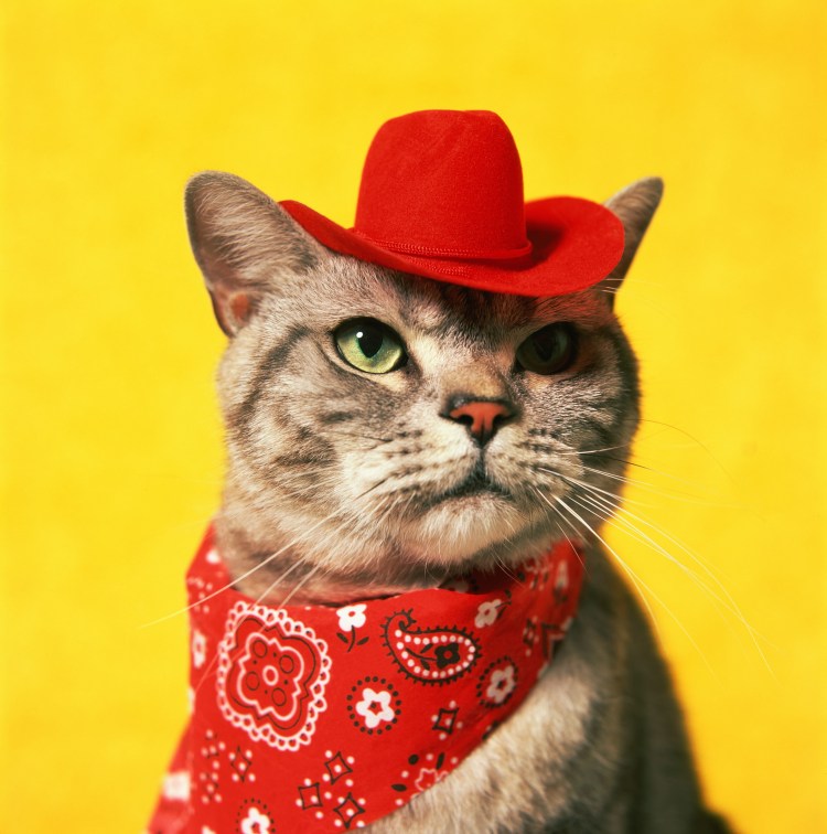 Коллекция Луи Виттон с кошками