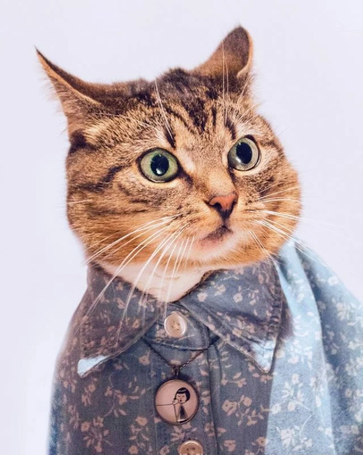 Стильная кошка